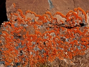 Orange Lichen 6119